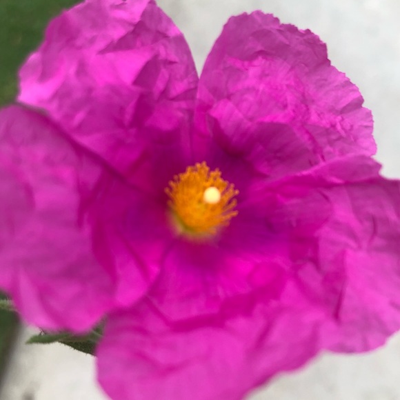 Meet your Posher, Daniella - Picture 1 of 1